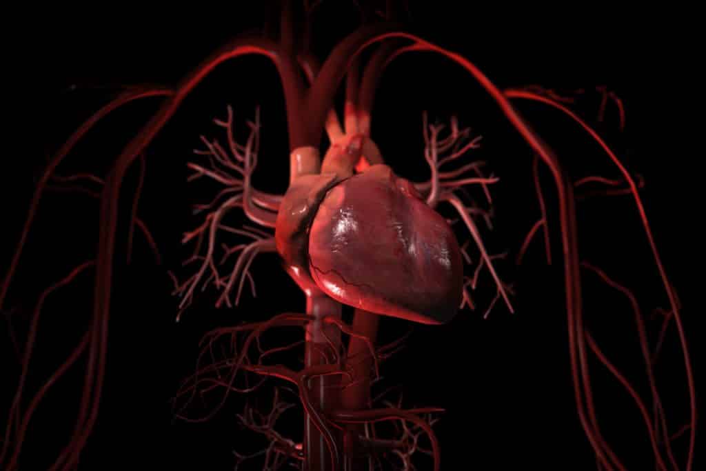 heart and blood vessels